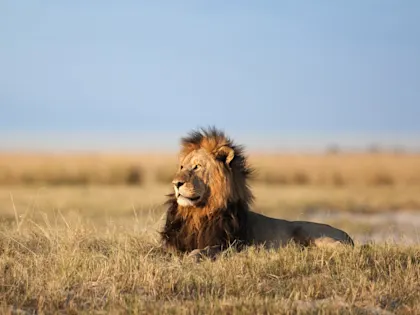 Fly in safari au Botswana - Image 2