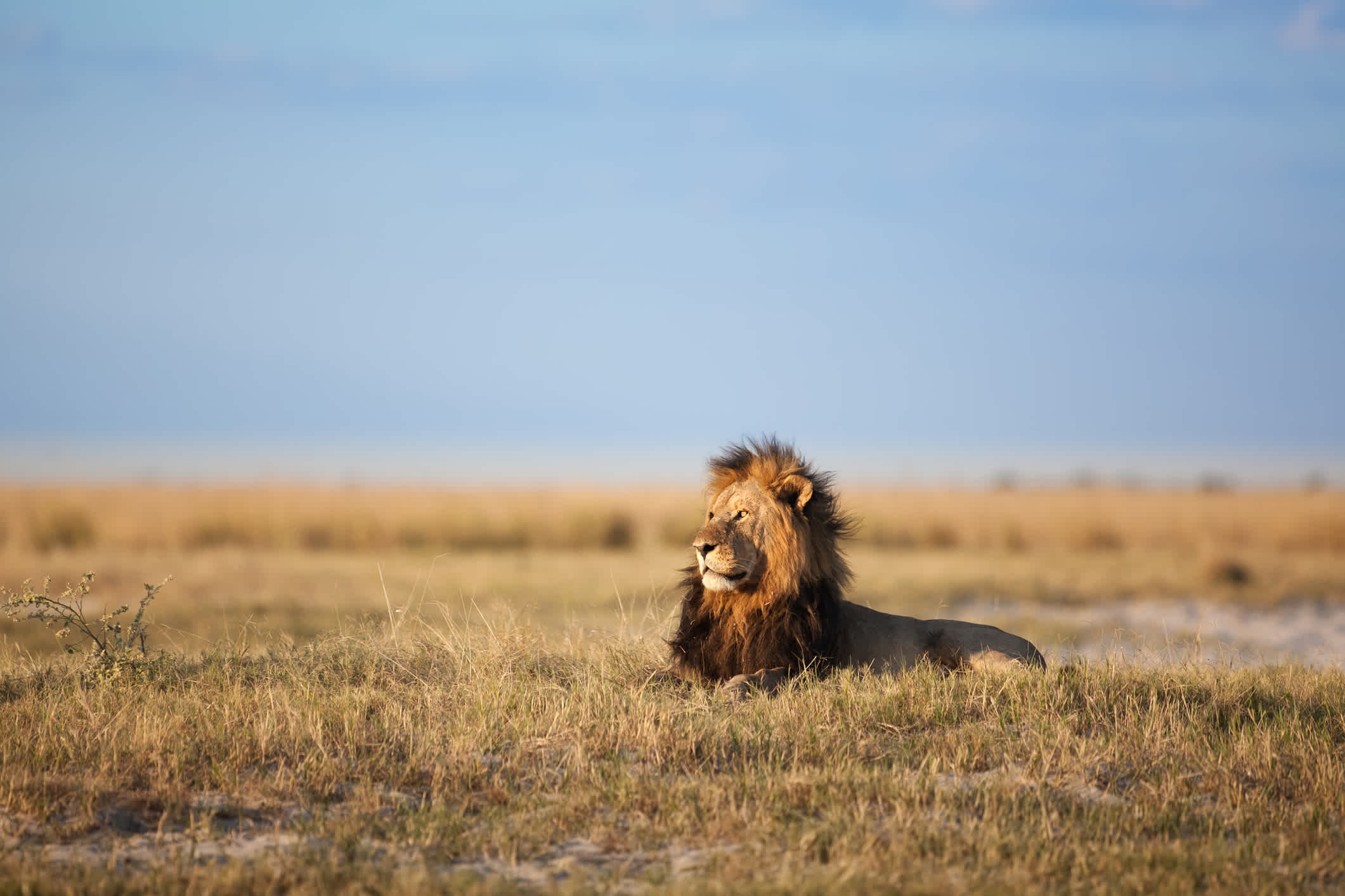 Große männliche Löwe in Central Kalahari Game Reserve, Botswana. 

