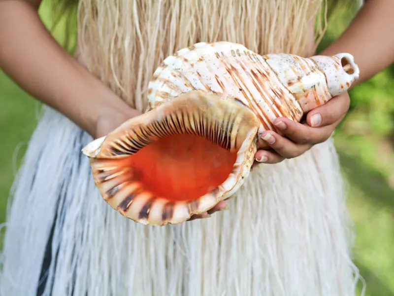 Avarua, Rarotonga, Muschel, Cookinseln Nahaufnahme einer großen Muschel, die von einer Person in traditioneller Kleidung gehalten wird. Avarua, Rarotonga, Cookinseln.