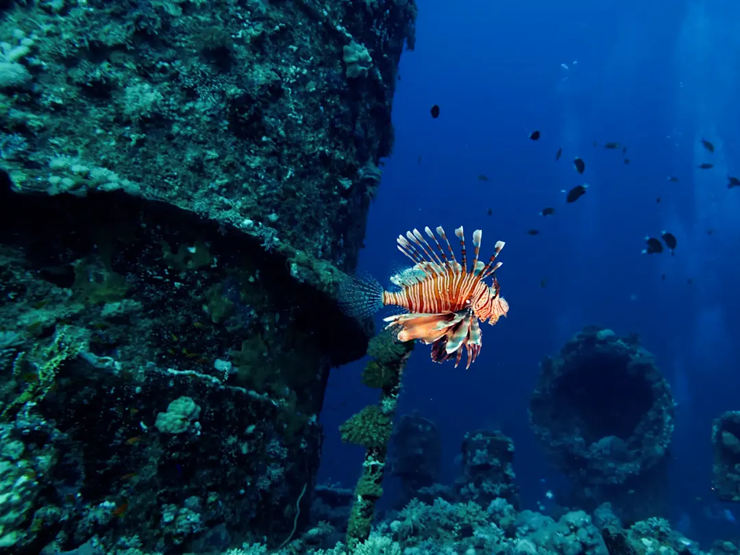 Rotfeuerfisch schwimmt nahe eines versunkenen Wracks im Roten Meer. Al Lith, Mekka, Saudi-Arabien.
