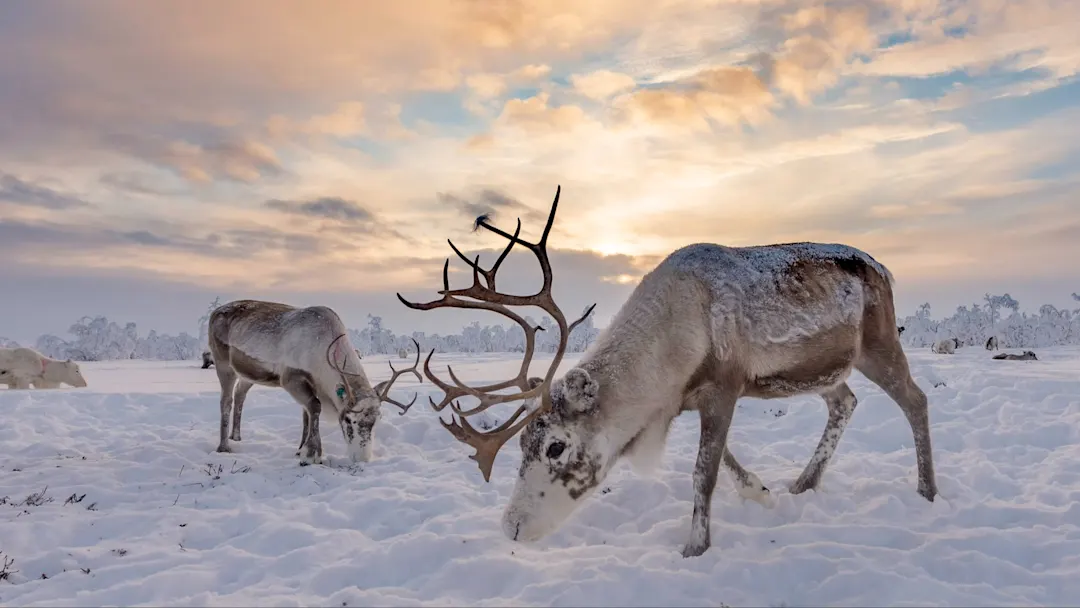 Rentiere auf dem Schnee bei Sonnenuntergang in Lappland, Norwegen. 