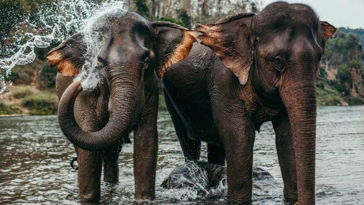 Asiatische Elefanten stehen im Wasser in Laos