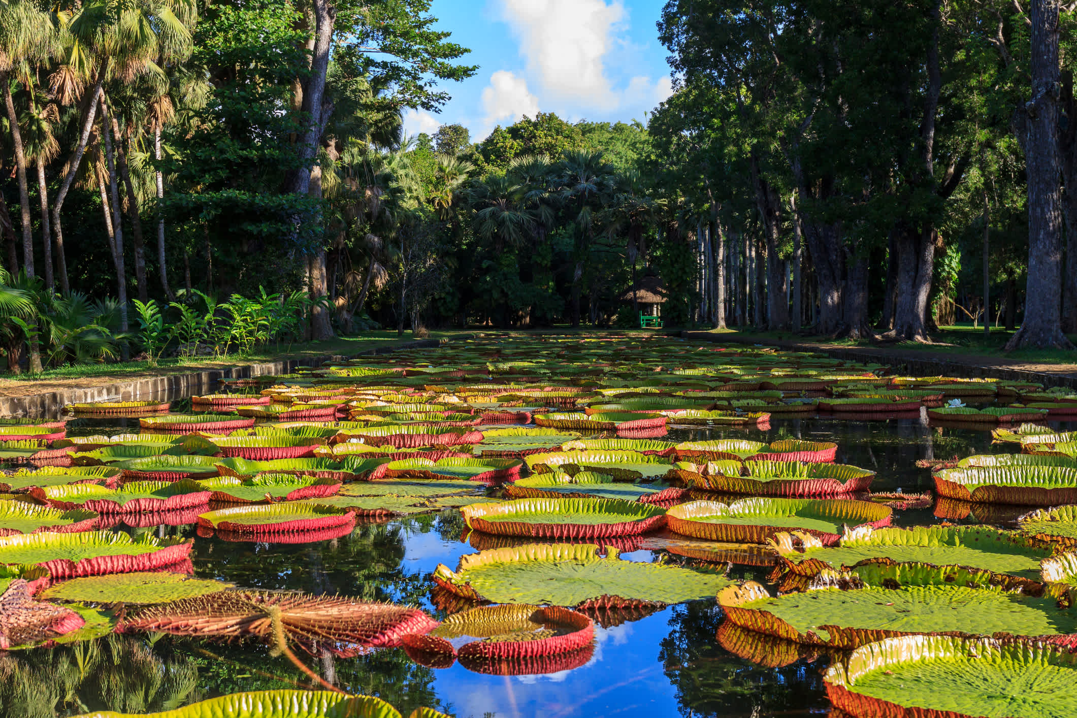 Nénuphars géants dans le jardin botanique de Pamplemousse à l'île Maurice.

