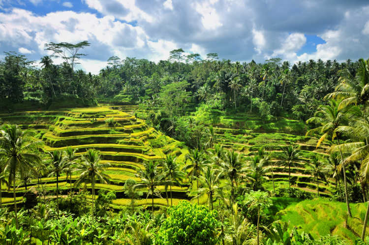 Rice fields near Ubud Bali, Indonesia