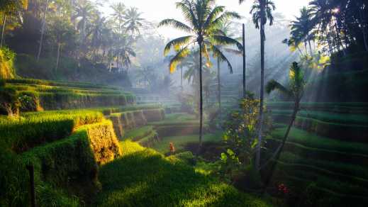 Reisfelder bei Ubud Bali, Indonesien