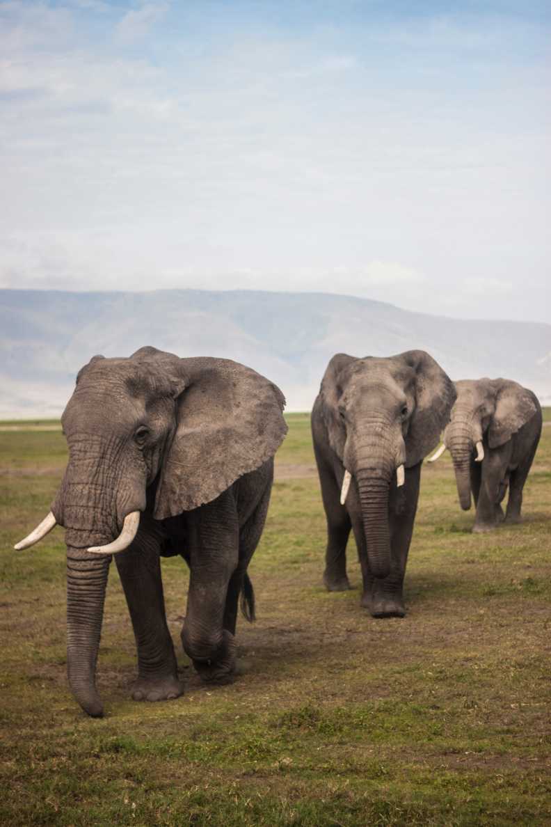 Watch baby elephants stroll through nature on an African safari
