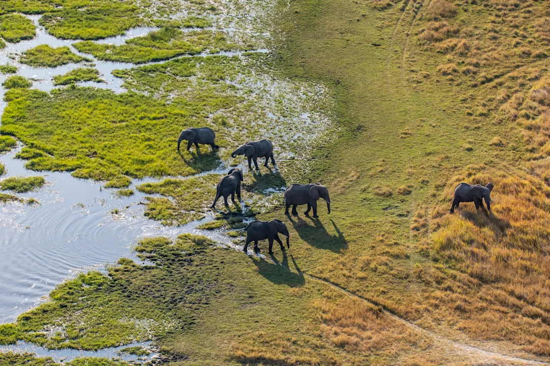 Botswana safari