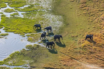 Safari en famille au Botswana - Image 1