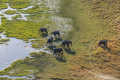 See a group of African elephants (Loxodonta africana) in Khwai river, Moremi National Park while on a Botswana safari 