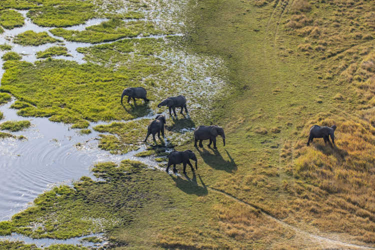 See a group of African elephants (Loxodonta africana) in Khwai river, Moremi National Park while on a Botswana safari 