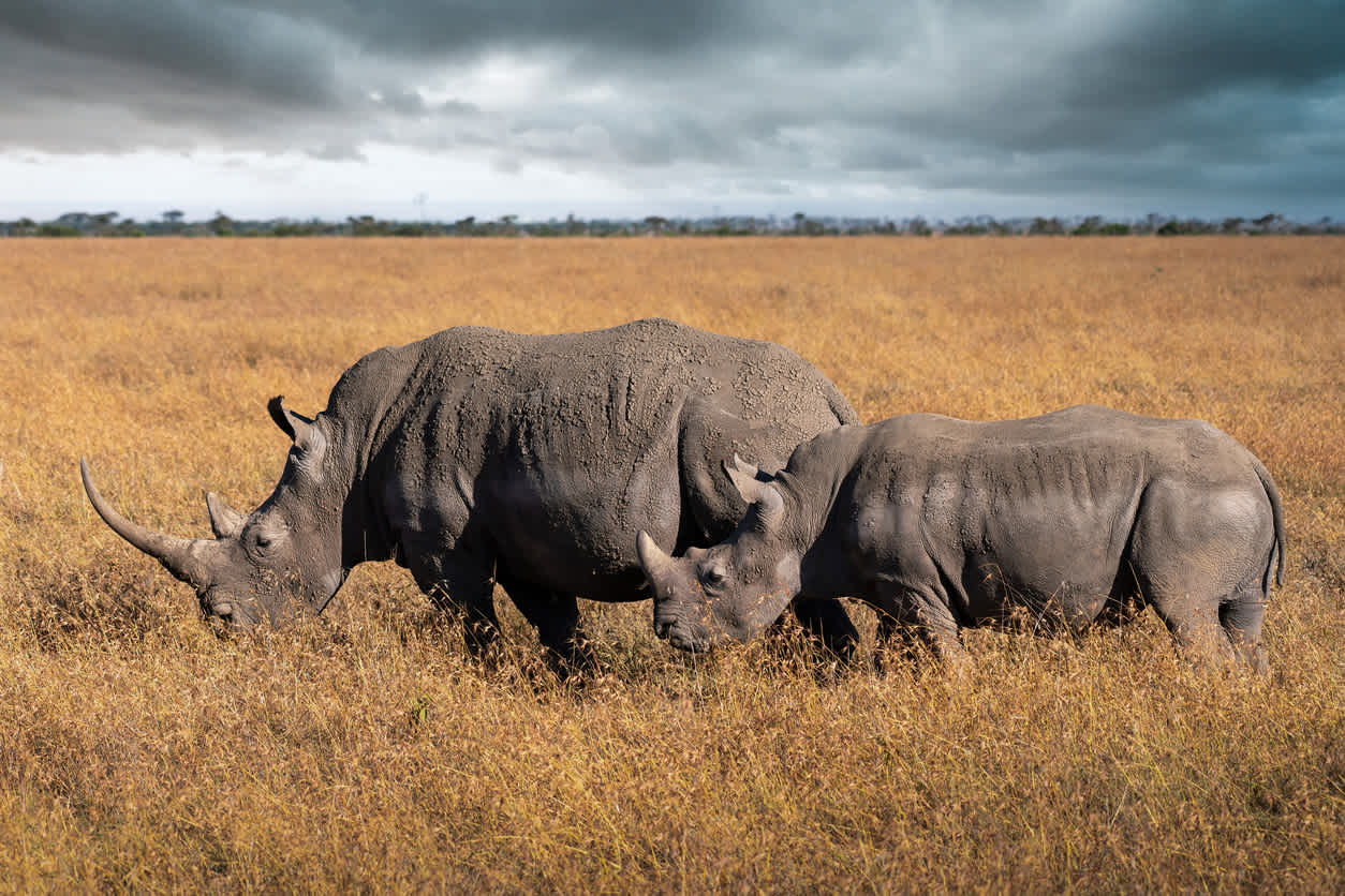 Ol Pejeta Conservancy - Nashornschutzgebiet in Kenia