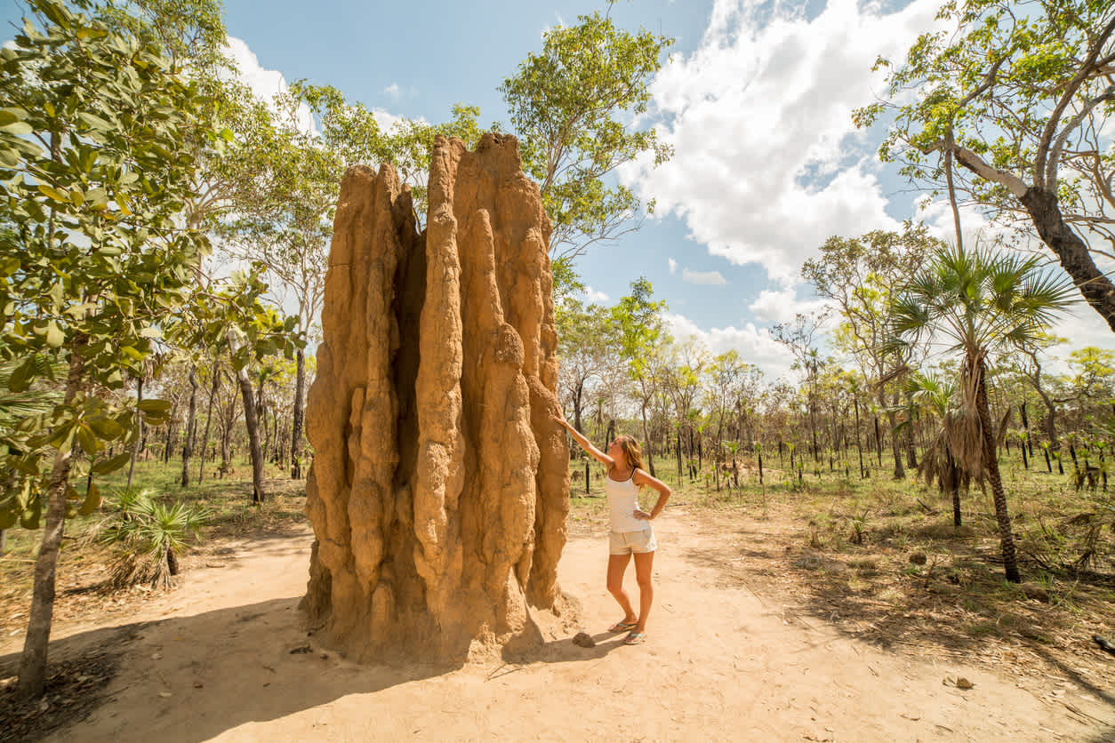 Reusachtige termietenheuvel gefotografeerd in Litchfield National Park, Northern Territories, Australië.