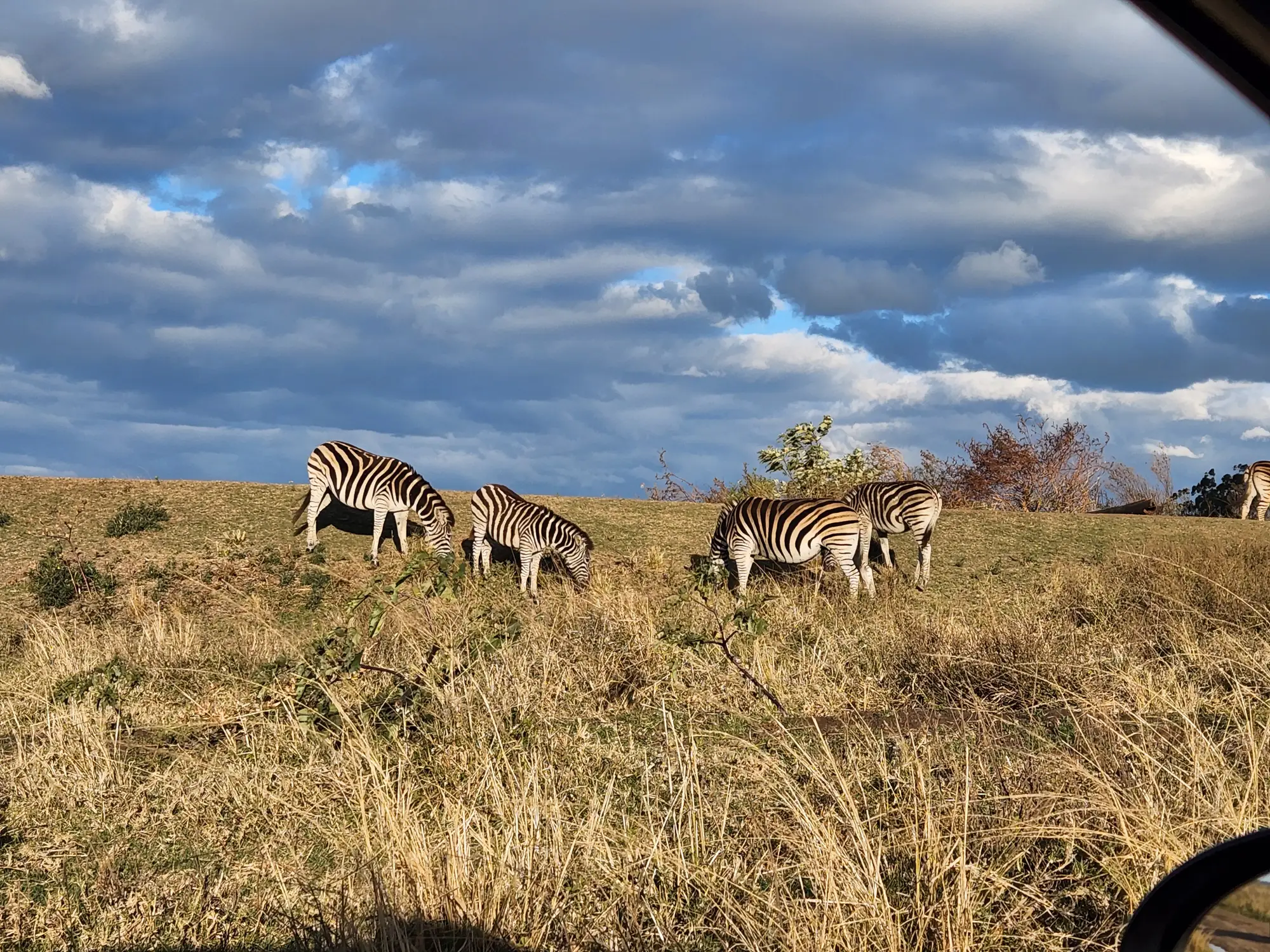 Afrique du Sud, Gondwana Game Reserve
