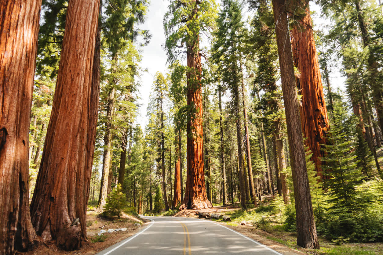 Parc national de Séquoia