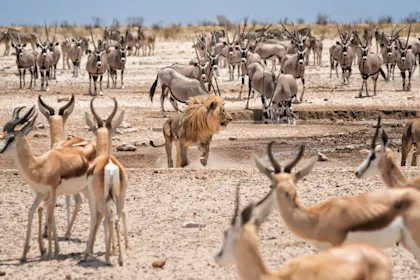 Circuit en Namibie sur 10 jours - Image 2
