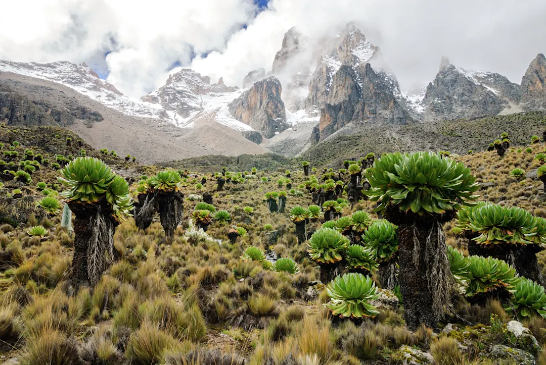 Mount Kenya im Hintergrund mit riesigen Grounels