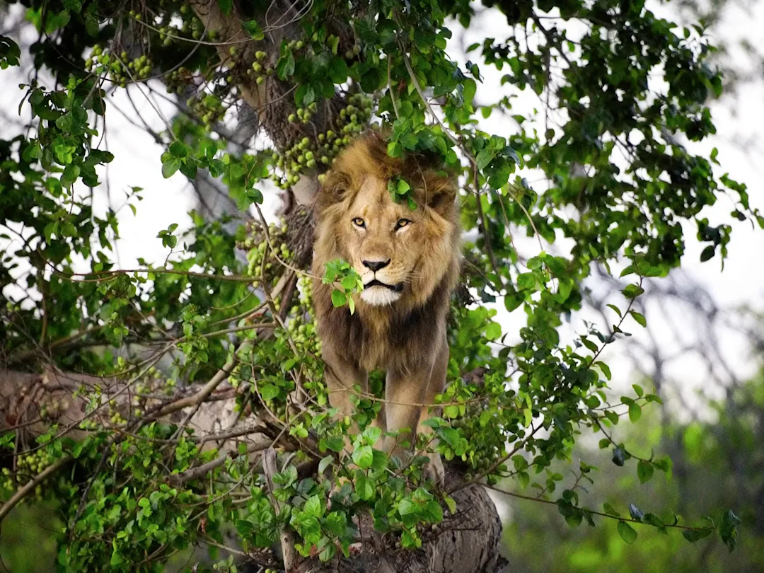 Circuit au Botswana en lodge
