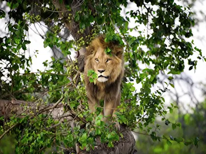 Circuit au Botswana en lodge - Image 1