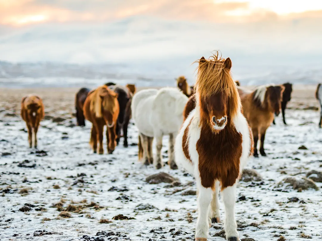 Vacances en Islande en famille pour une semaine