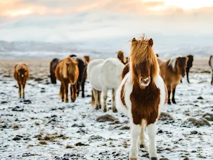 Vacances en Islande en famille pour une semaine - Image 1