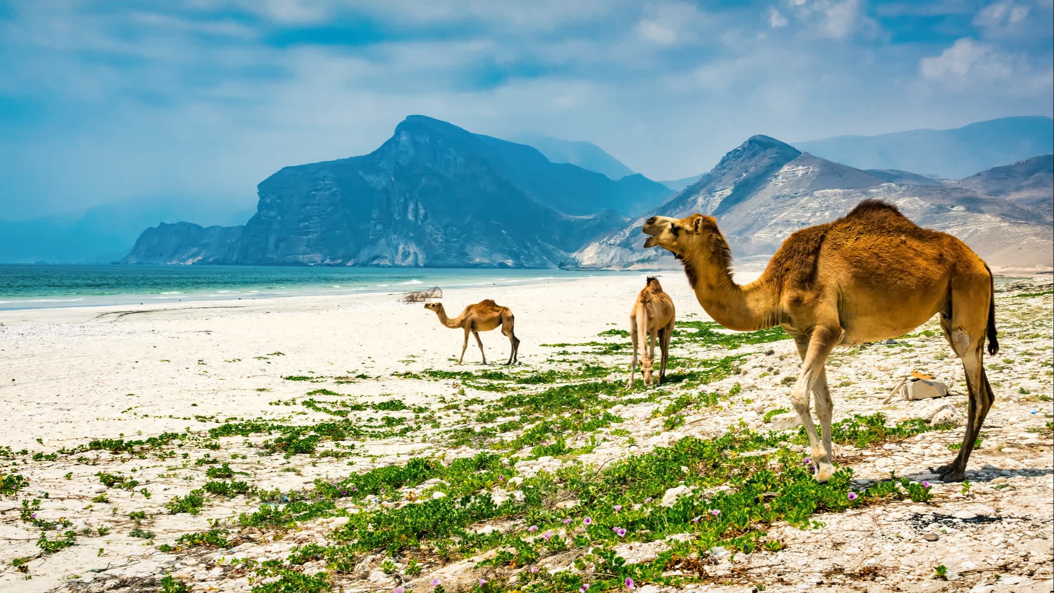 Strandlandschaft mit Kamele, Salalah, Oman.