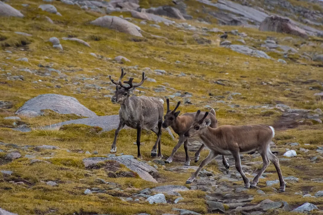 Herde wilder Rentiere in der Tundra von Knivskjellodden, Nordkap, Norwegen.