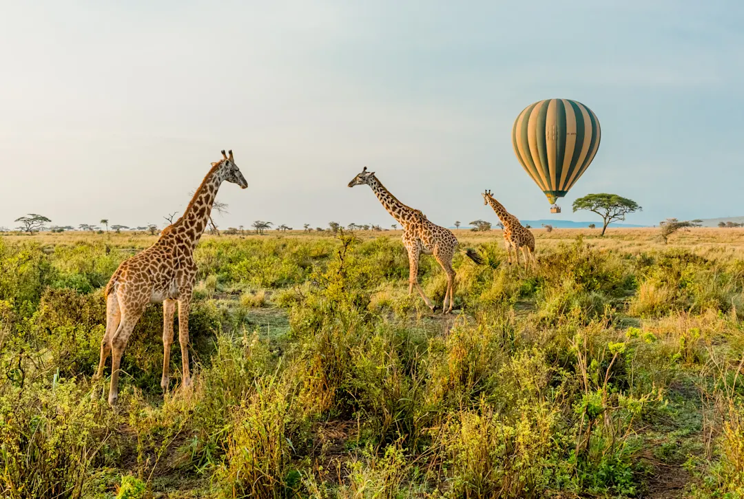 Blick auf drei Giraffen in der Serengeti mit einem Heißluftballon im Hintergrund, Tansania