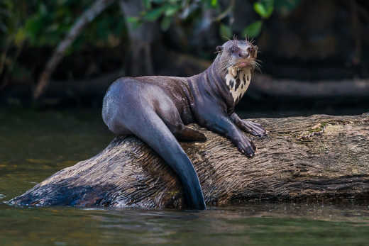 Riesenotter im Amazonas-Urwald, Madre de Dios, Peru 

