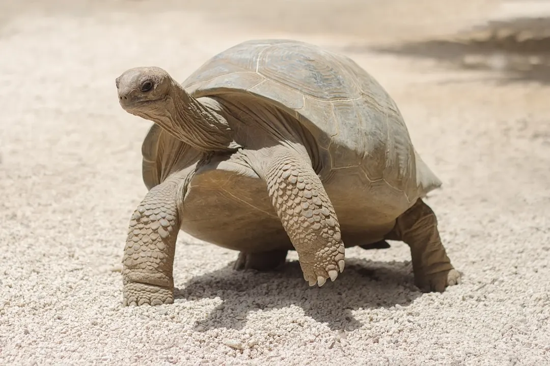 Afrika Mauritius Rodrigues Tortoise Park Schildkröten Park