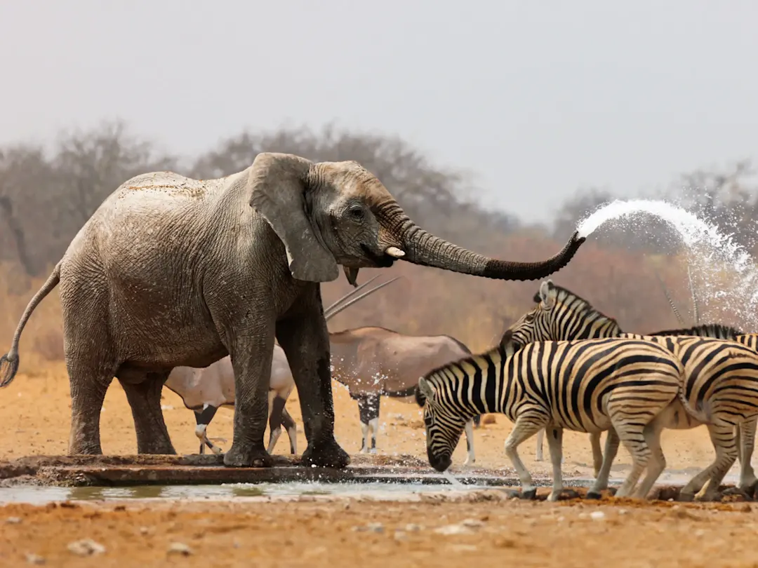 Elefant spritzt Wasser auf eine Gruppe Zebras an einem Wasserloch. Etosha-Nationalpark, Namibia. 