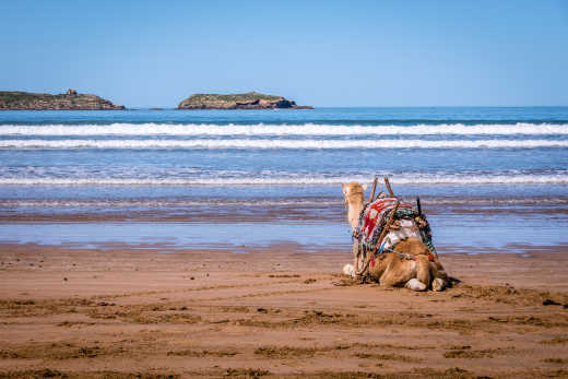 Un chameau sur la plage à Essaouira