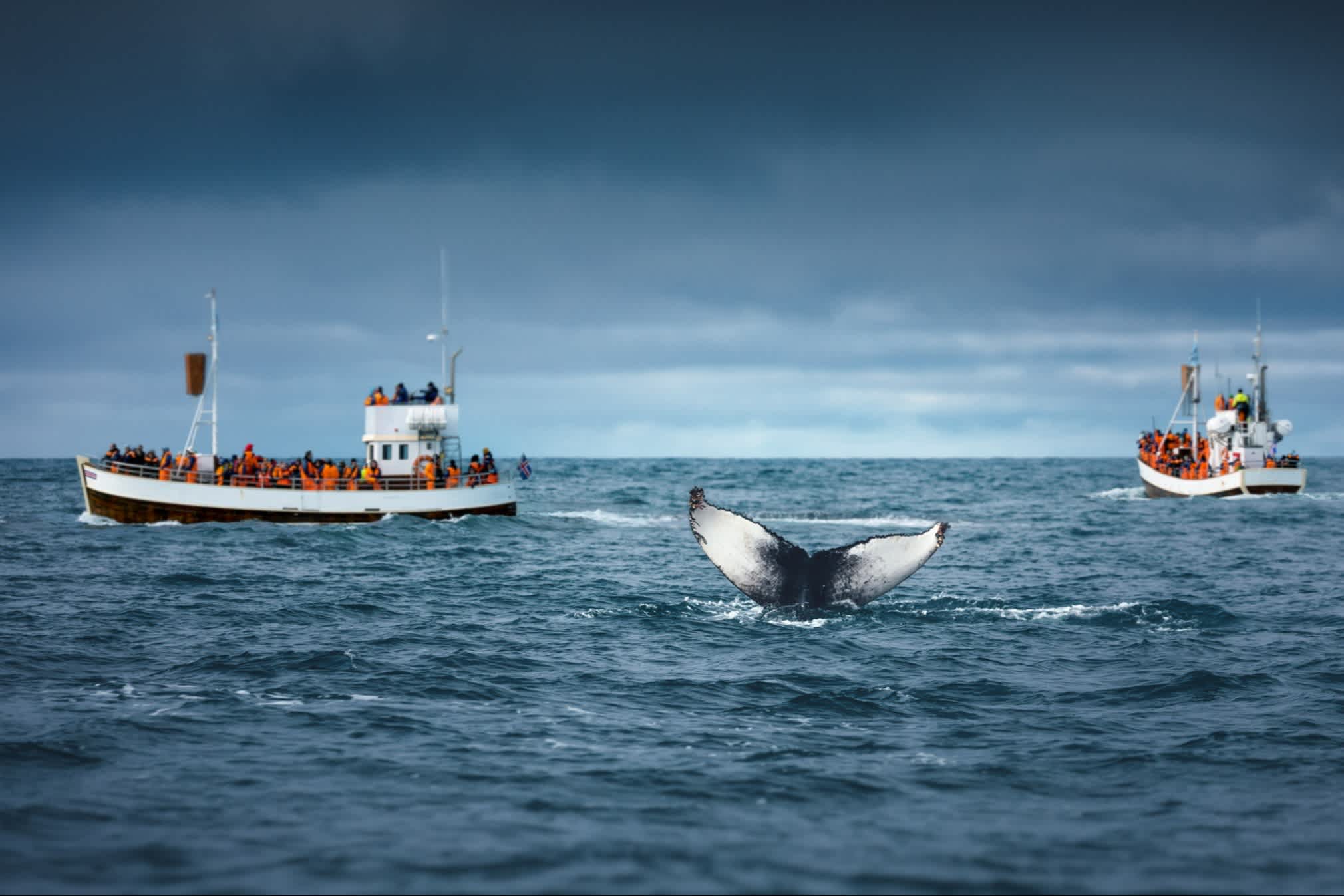 nageoire caudale d'une baleine qui deborde l'eau et deux bateau excursion