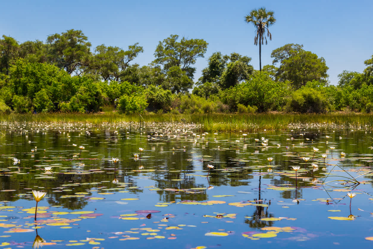 Okavangodelta mit Fluss, Bäumen und Seerosen