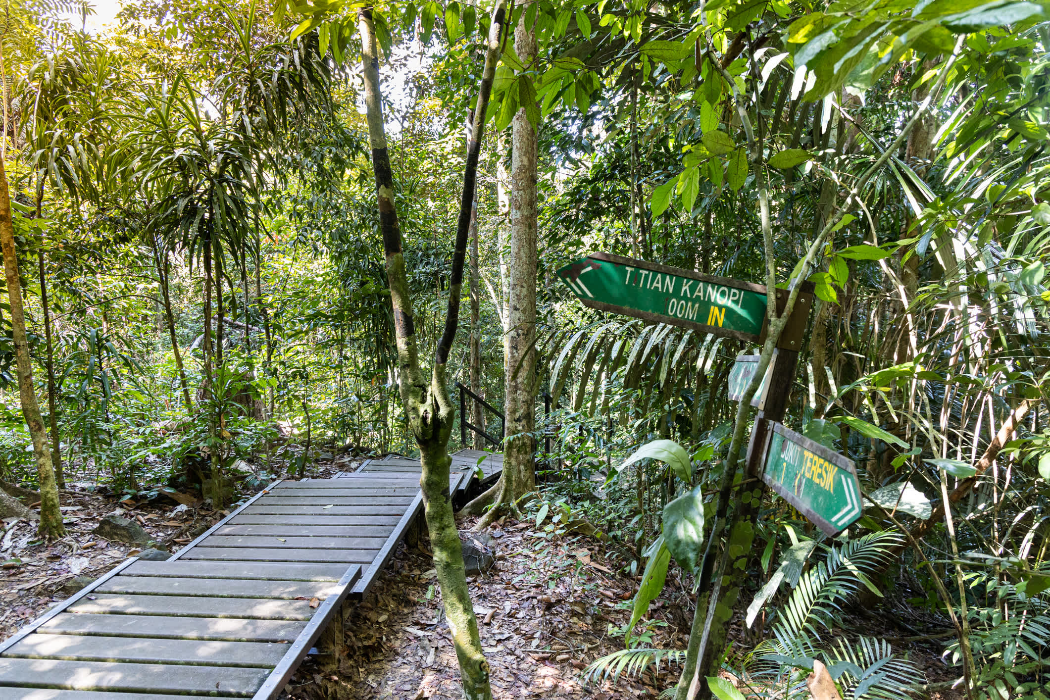 Ppasserelle en bois entourée de végétation, Parc national de Taman Negara, Pahang, Malaisie.