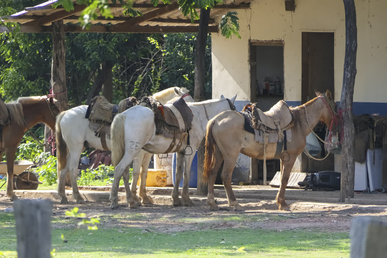 Chevaux du Pantanal sellés pour être montés dans une ferme dans la lumière de l'après-midi, Pantanal Wetlands, Mato Grosso, Brésil