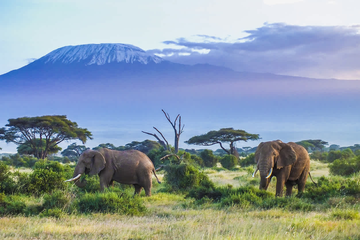 Des paysages à couper le souffle et des animaux dans le parc national d'Amboseli au Kenya