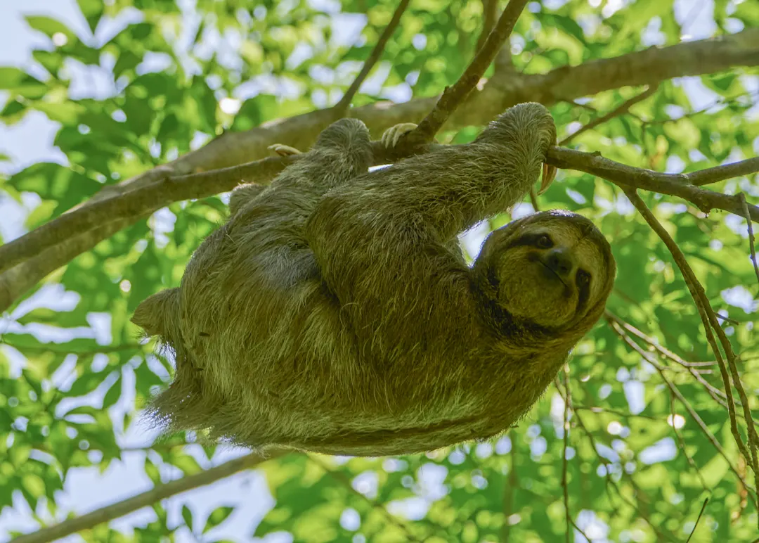 Sloth Sanctuary, Manuel-Antonio-Nationalpark, Costa Rica Faultier im Baum