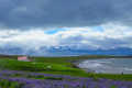Landscape of a farm at the lake shore, surrounded by meadows and purple flowers, mountains in the background, Tjornes peninsula, Iceland, Europe.
