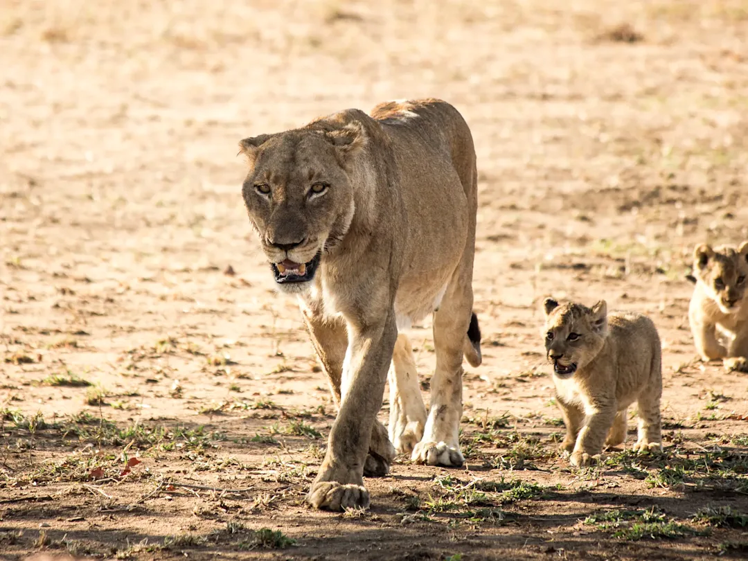 Séjour safari en Afrique du Sud