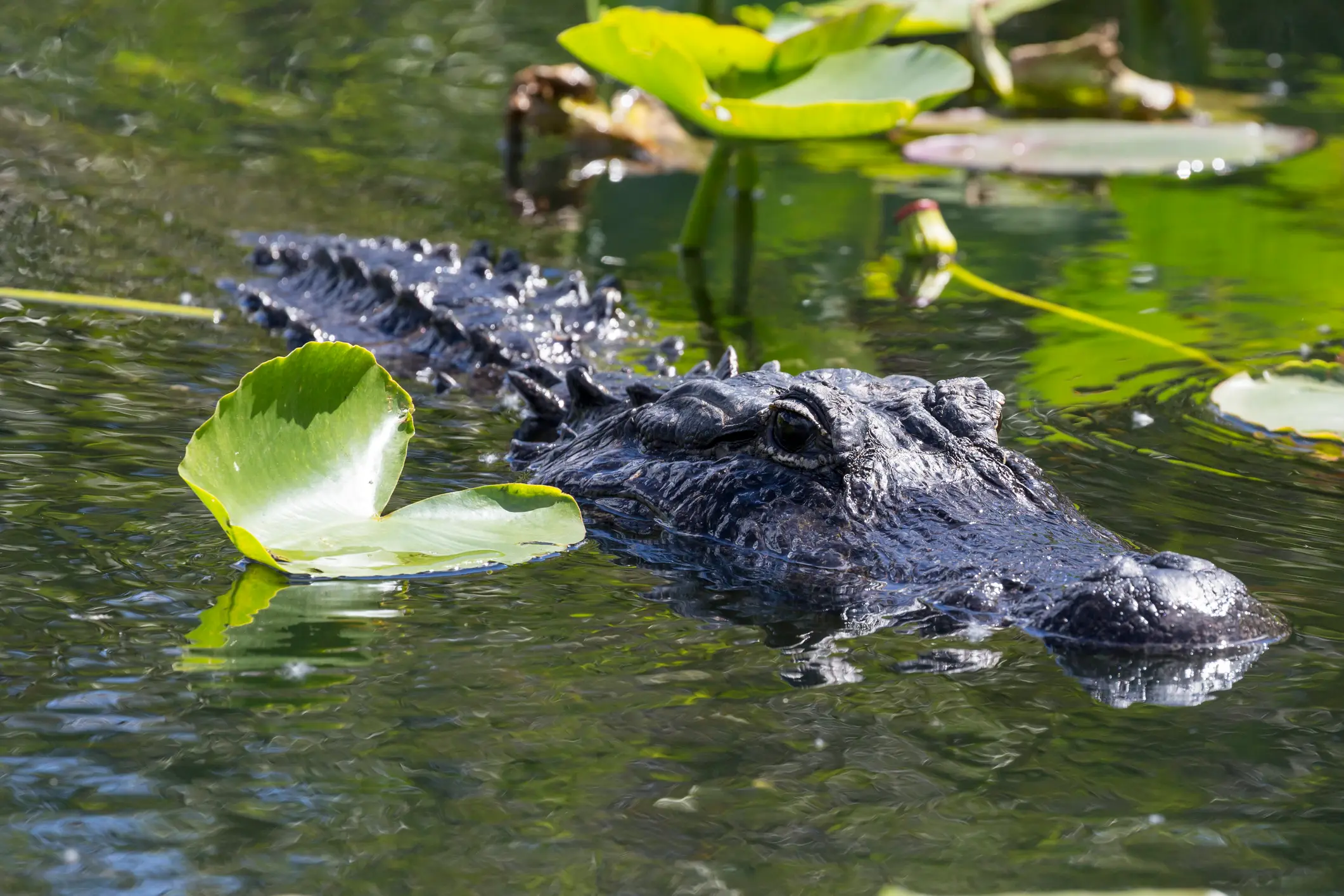 Wilder Alligator auf dem Anhinga-Trail im Everglades Nationalpark, Florida, USA