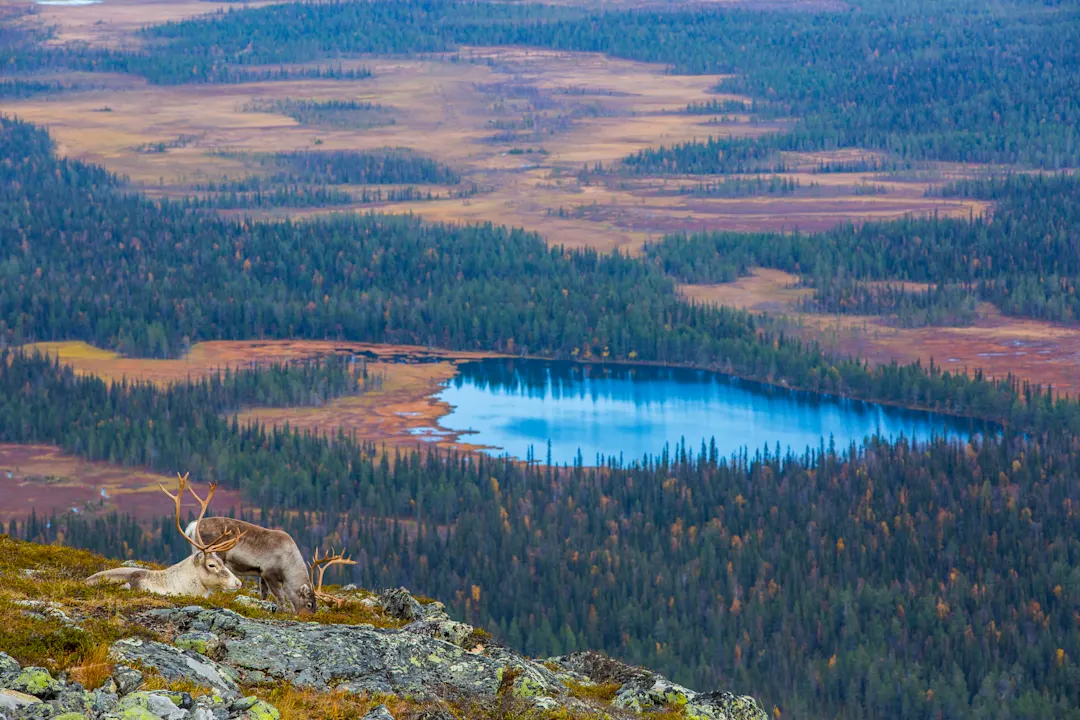 Rentiere im Nationalpark Yllas Pallastunturi, Lappland, Nordfinnland