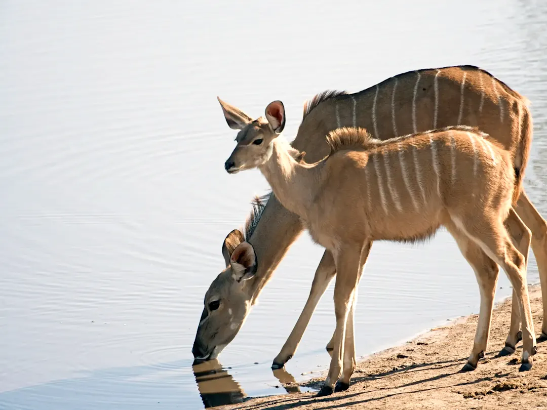 Zwei Kudus trinken Wasser am Ufer eines ruhigen Sees. Botswana.
