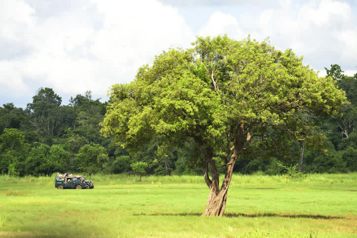 Minneriya-Nationalpark in Sri Lanka