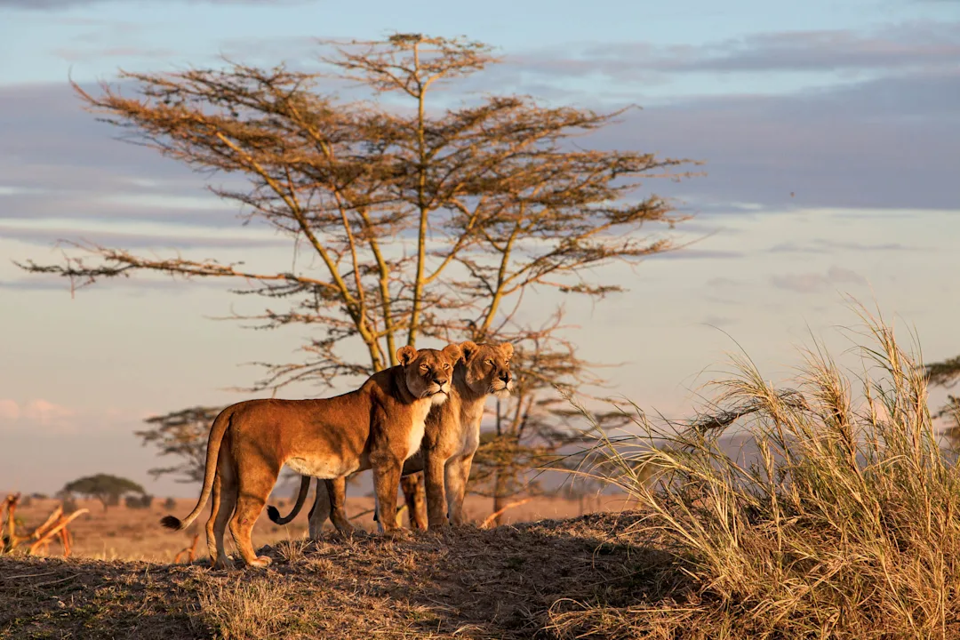 Safari de luxe en Tanzanie - main image