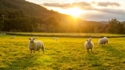 Moutons dans un champ, Highlands en Écosse