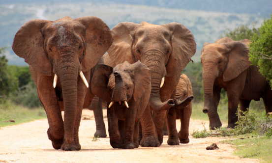 Herde von Elefanten in Herde von Elefanten in Südafrika 