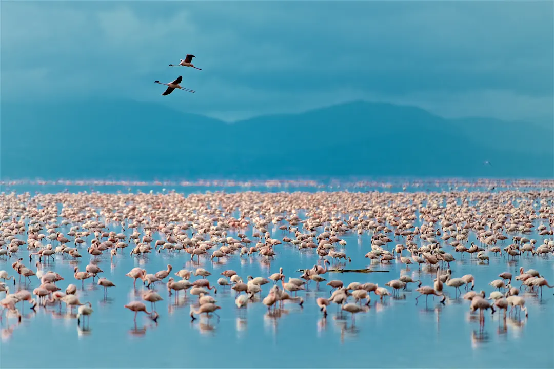 Lake Manyara, Tanzania