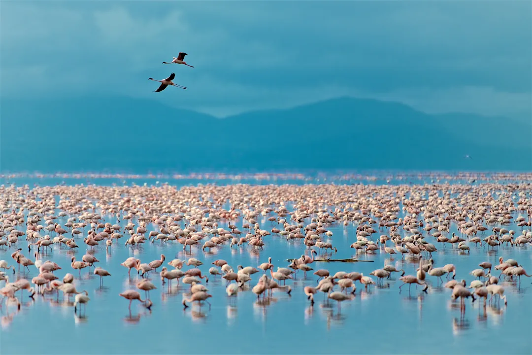Safari en famille en Tanzanie