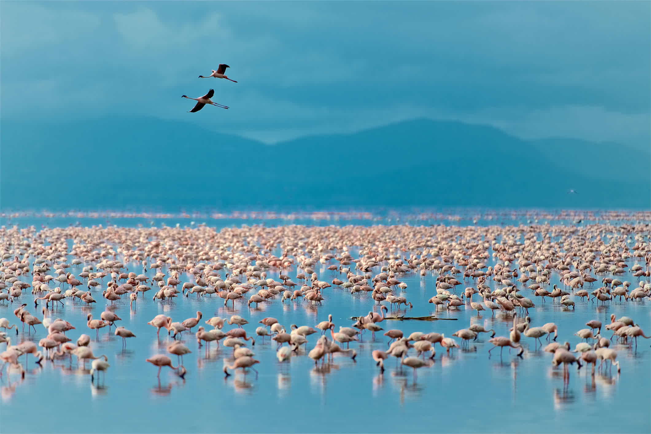 Admirez les flamants roses au Lac Manyara pendant votre voyage en Tanzanie.
