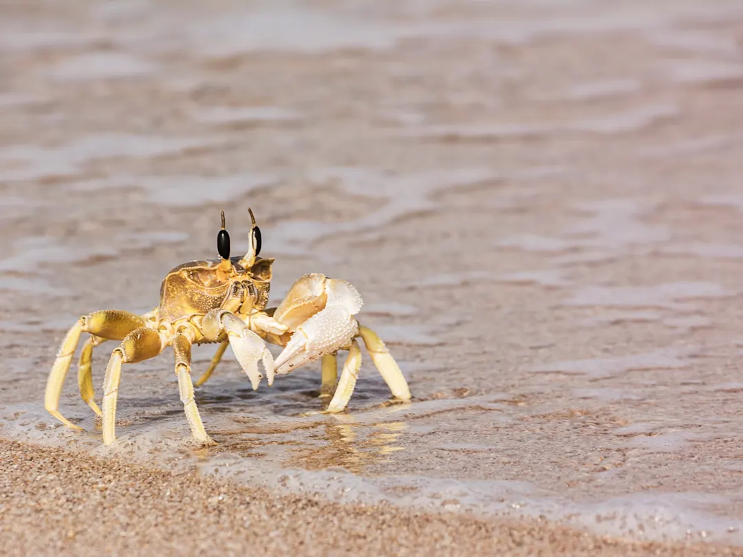 Goldene Sandkrabbe am Rand des Meeres auf einem Strand. Sur, Ash Sharqiyah, Oman.